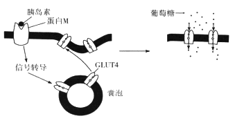 普洱茶对女性尿液颜色的影响：真相解析与可能原因探究