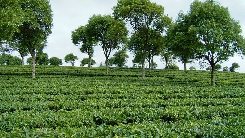 新探索普洱茶博园：品质越的茶叶体验，价格实的消费享受