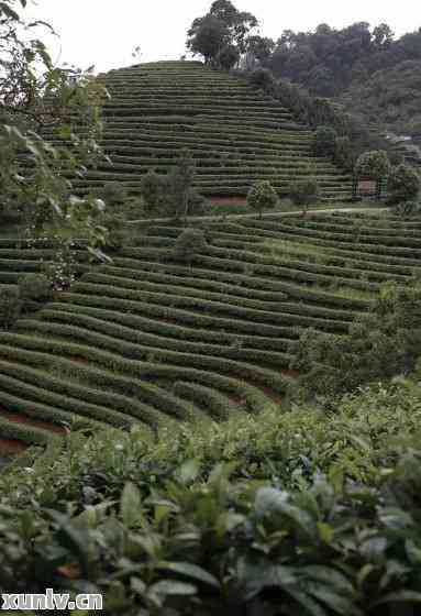 探秘普洱茶博园：一网红路的背后故事