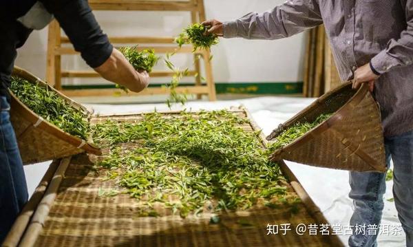 传统工艺普洱茶萎凋过程及其原因：完整解答