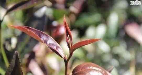 紫芽普洱茶的由来、特点和品饮方法：为什么它被称为紫芽？