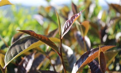 紫芽普洱茶的由来、特点和品饮方法：为什么它被称为紫芽？