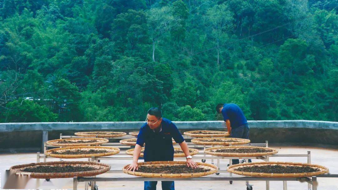 秀林普洱茶厂：品茗胜地，茶叶制作工艺与历传承的完美融合