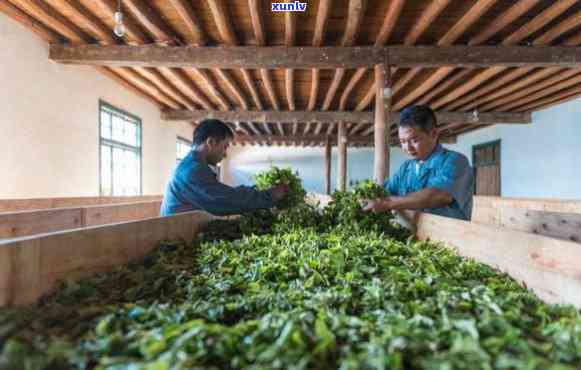 云南临沧秀林普洱茶厂：传统制茶工艺与现代科技相结合的高品质普洱茶生产商