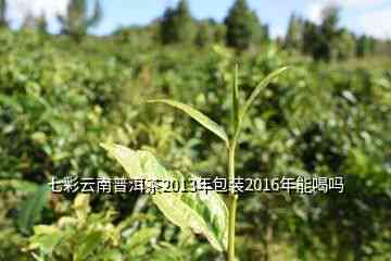 2013年七彩谷纯天然古树普洱茶：品鉴云南大叶种茶叶的魅力