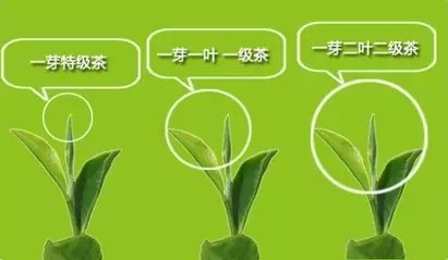 新探索茶文化：一芽一叶的制作工艺与价位分析