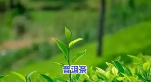 新探索茶文化：一芽一叶的制作工艺与价位分析