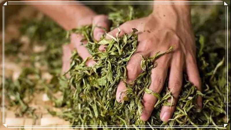 绿茶制作全过程解析：从一芽一叶到成品，了解绿茶的诞生之谜