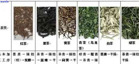 一芽一叶的茶品种、与名字大全：了解并挑选你的心头好