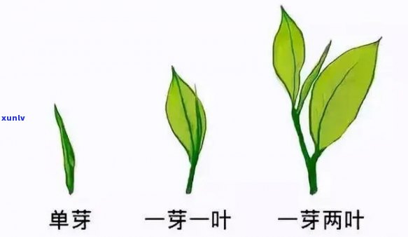 一芽一叶的茶品种、与名字大全：了解并挑选你的心头好