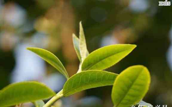 一芽一叶是什么茶普洱茶