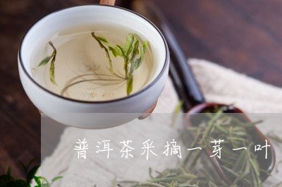 一芽一叶是什么茶普洱茶