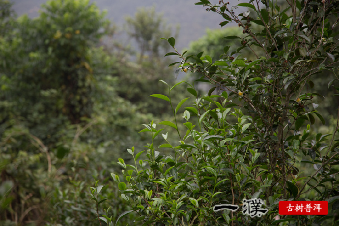 丁家寨茶叶价格及口感特点，探究丁家寨古树茶与茶农故事