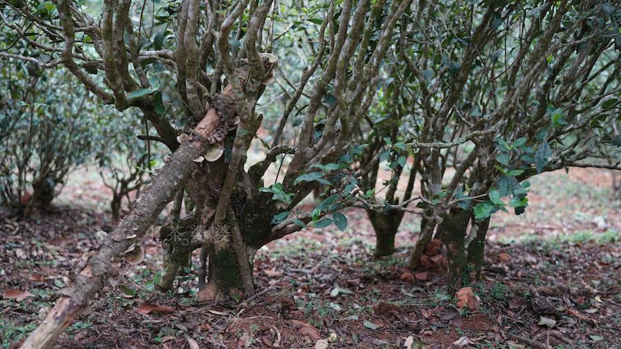 丁家寨茶叶价格及口感特点，探究丁家寨古树茶与茶农故事