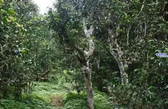 新 '丁家寨雨林深处的古茶树普洱生茶：一场自然与时光的交织'