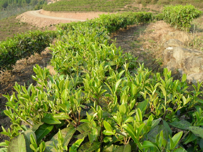 墨江普洱茶怎么样好喝吗