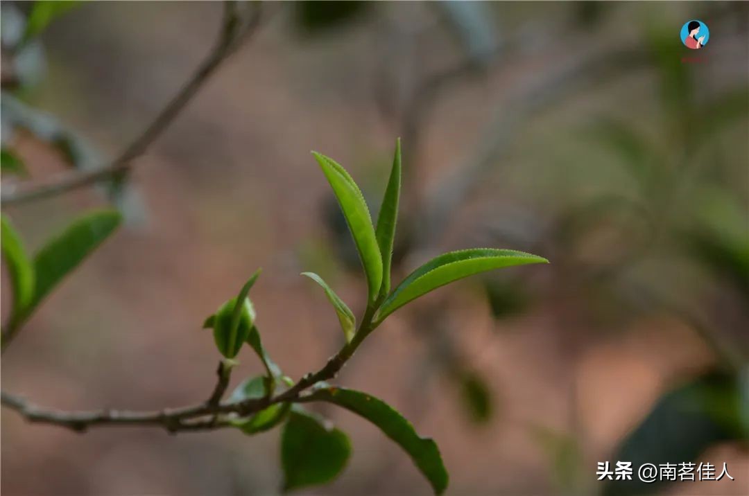 普洱茶能直接泡着喝吗？百度百科给出了详细的解答。