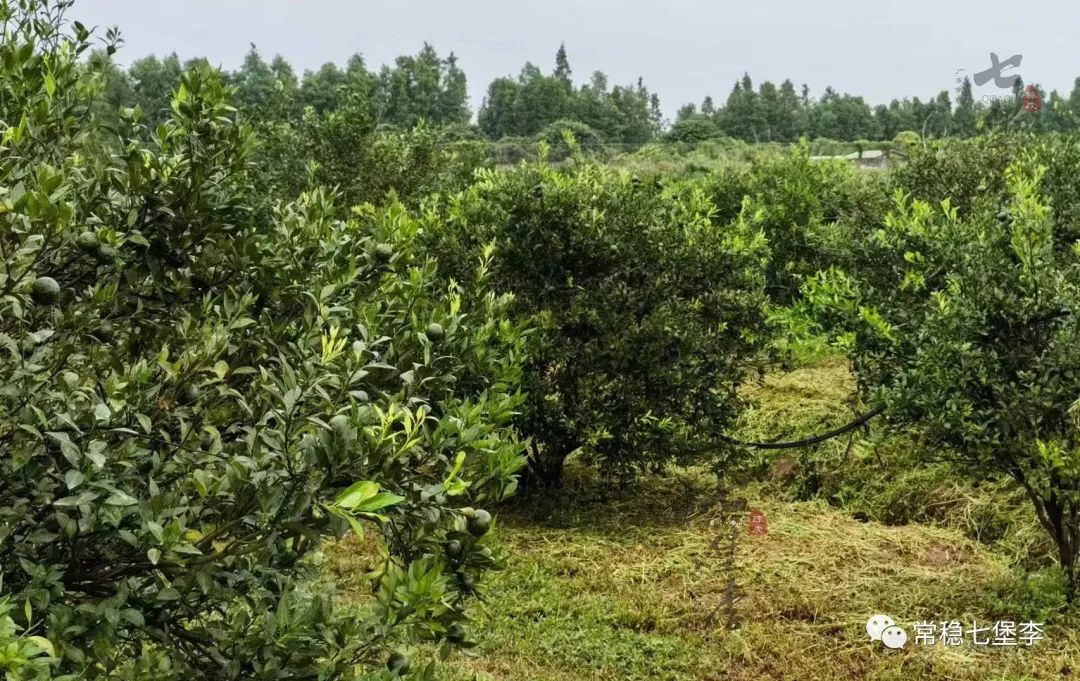 喝不了青柑普洱茶怎么办