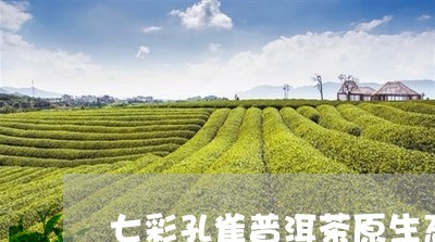 七彩雀生普洱茶官网及产地信息，了解高品质的七彩雀生普洱茶