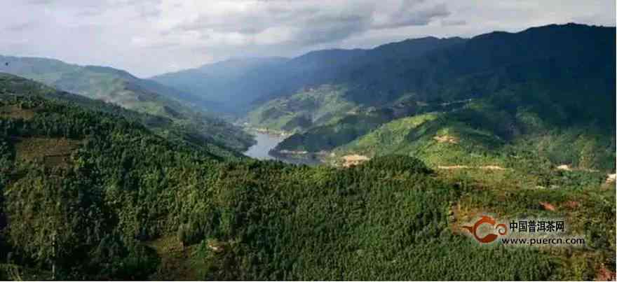 东半山古树茶：勐库地区独特风味与历文化的完美融合