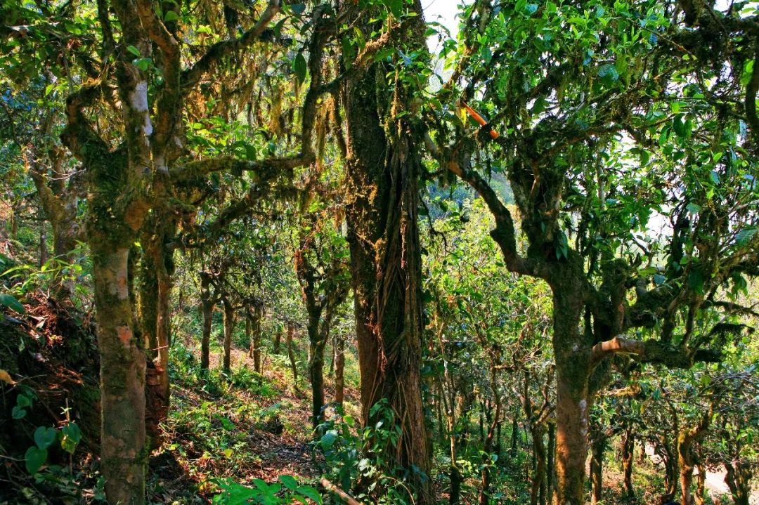 勐库东半山：探索云南普洱茶叶的黄金产区、茶文化与自然风光