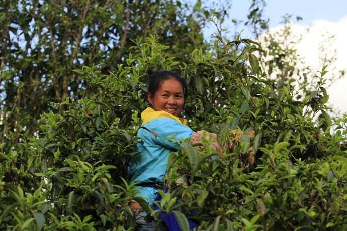 勐库茶区：东半山与西半山的风味之辨