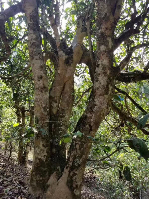 普洱茶勐库东半山的口感