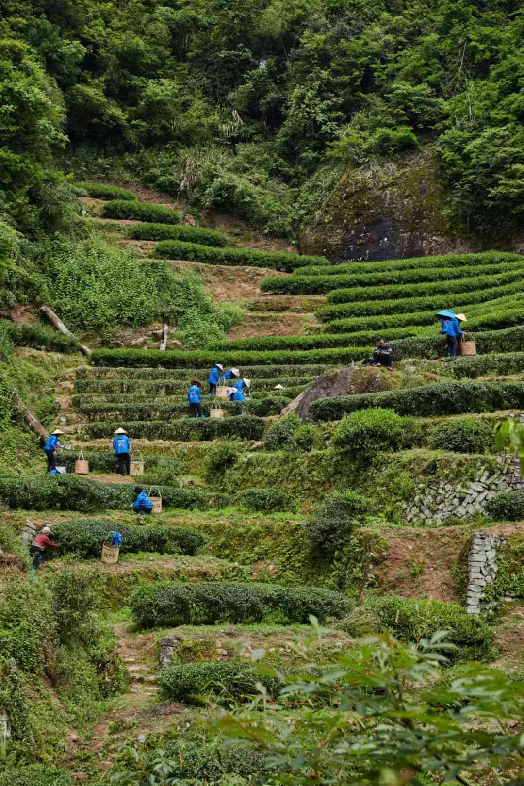 开韵茶业普洱茶怎么样啊？好喝吗？价格是多少？