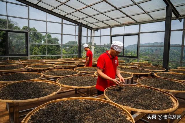 云茶业：普洱茶专家，优质茶叶生产厂家，全方位解答普洱茶相关问题