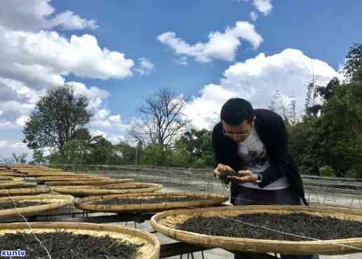 云茶业：普洱茶专家，优质茶叶生产厂家，全方位解答普洱茶相关问题