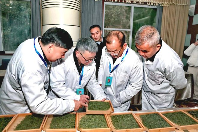 云茶业：普洱茶专家，优质茶叶生产厂家，全方位解答普洱茶相关问题