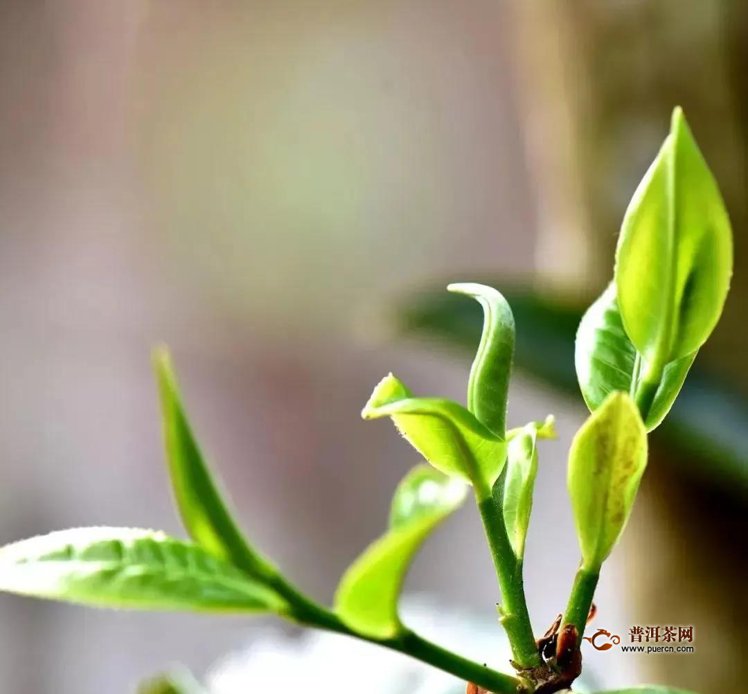 全芽尖的普洱茶怎么泡好