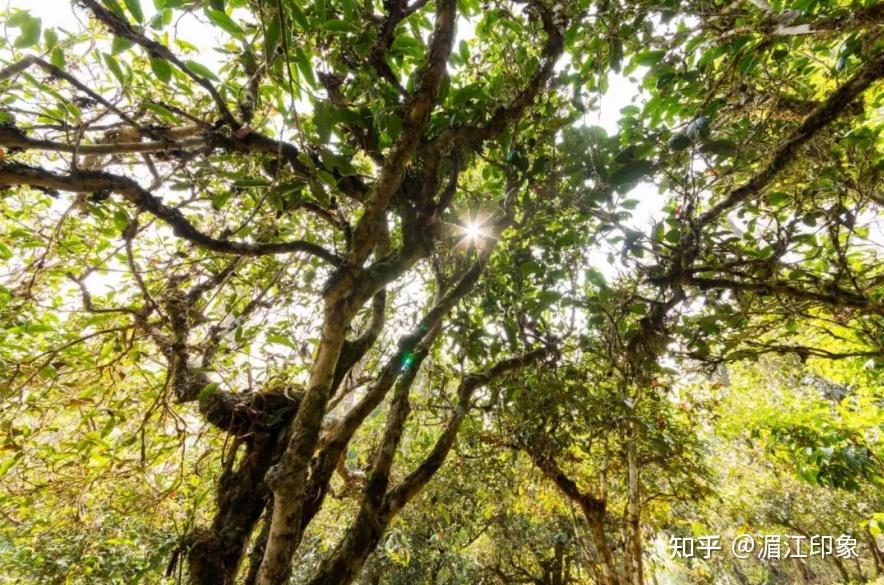 新 古树普洱茶：源自千年的绿色珍宝，跨越时间的醇厚回