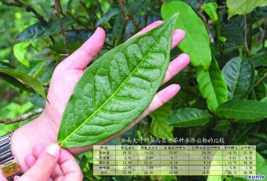 探究贵州大叶种普洱茶的品质、功效与泡法，看哪一款最适合你？