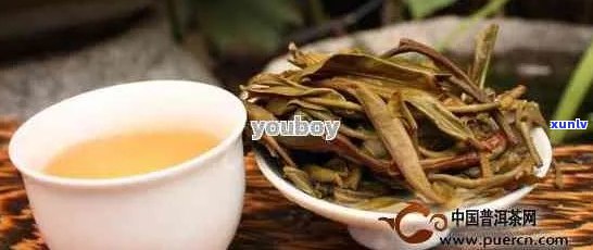 探秘古树普洱茶：品味独特魅力，了解如何选择与冲泡