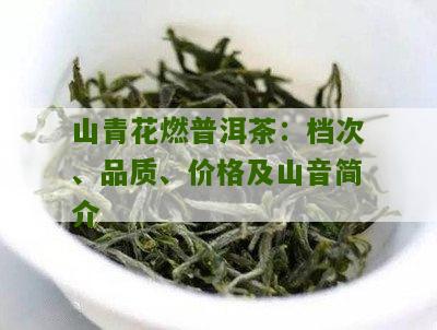 山青花燃普洱茶价格大全：品鉴与投资指南