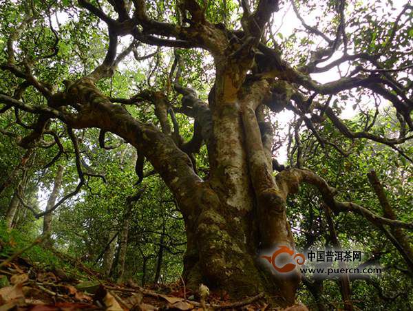 八十年代古树普洱茶：福寿喜的传奇之选