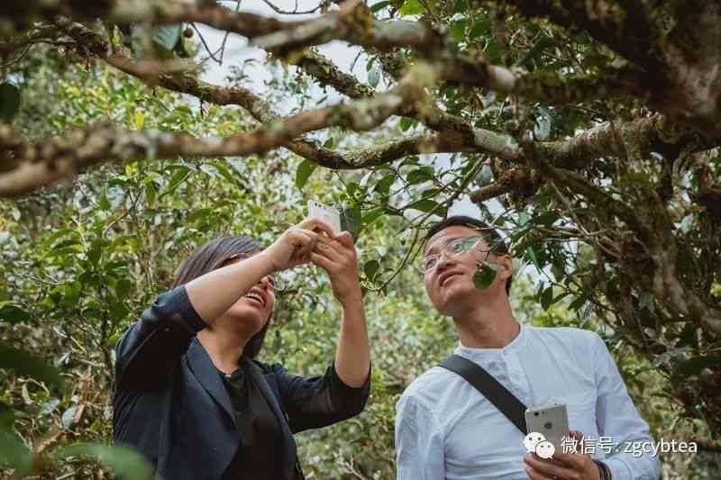 秀柱与普洱茶：一不解之缘的探寻