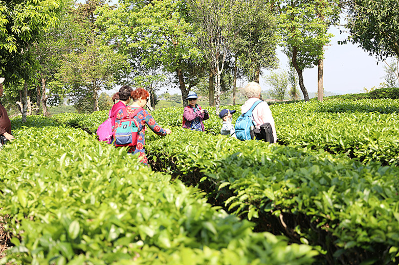 中国普洱茶出口量：多少吨了？