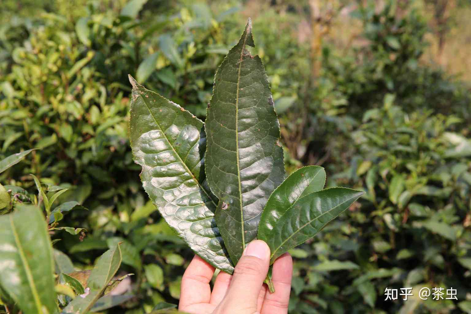 正山大叶种普洱茶怎么样