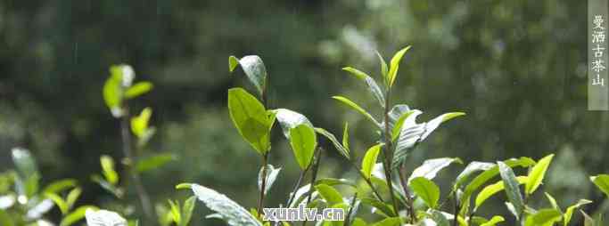 全方位指南：在雨保护普洱茶，让你的茶叶保持品质与口感