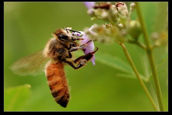 毛毛虫是什么宝石：中的奇妙生物