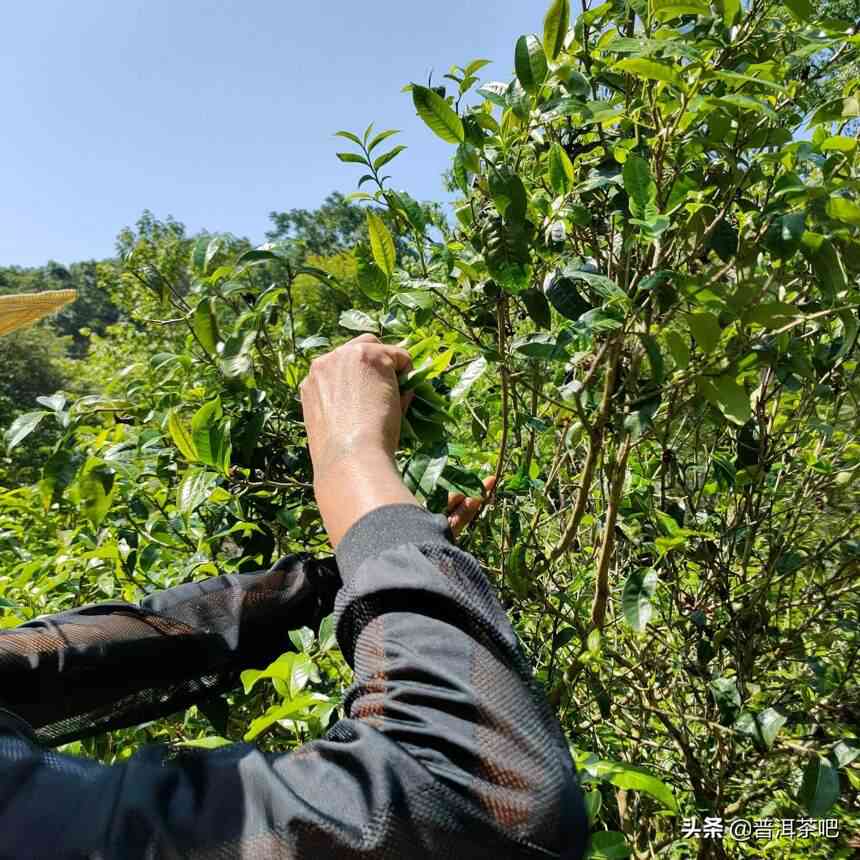 普洱茶的产地、生长环境以及采摘技巧：探索这一中国茶叶的起源与特色