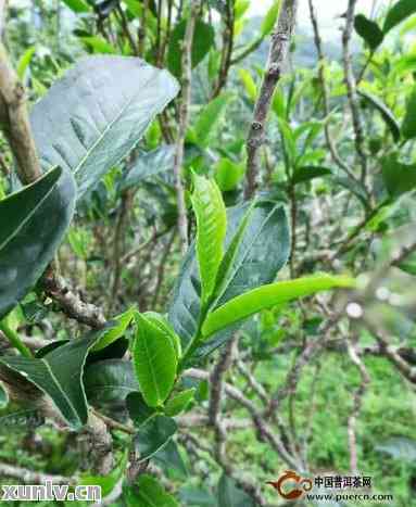 普洱茶和滇红树种的区别：从品种、生长环境到品质的全面对比