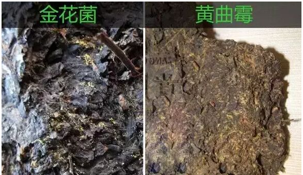 普洱茶饼外包装破损黄点正常吗？如何鉴别普洱茶饼好坏？