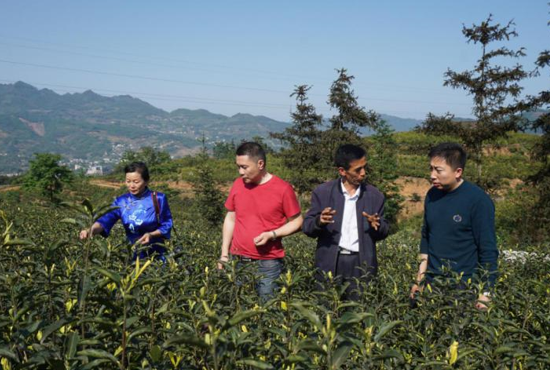 勐库大雪山茶厂怎么样：云南勐库大雪山茶厂品质优良，深受消费者喜爱。