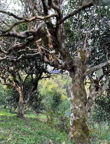 勐库大雪山古茶树2700年：一场时间的品味之旅