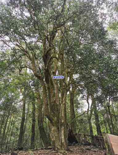 勐库大雪山古茶树2700年：一场时间的品味之旅