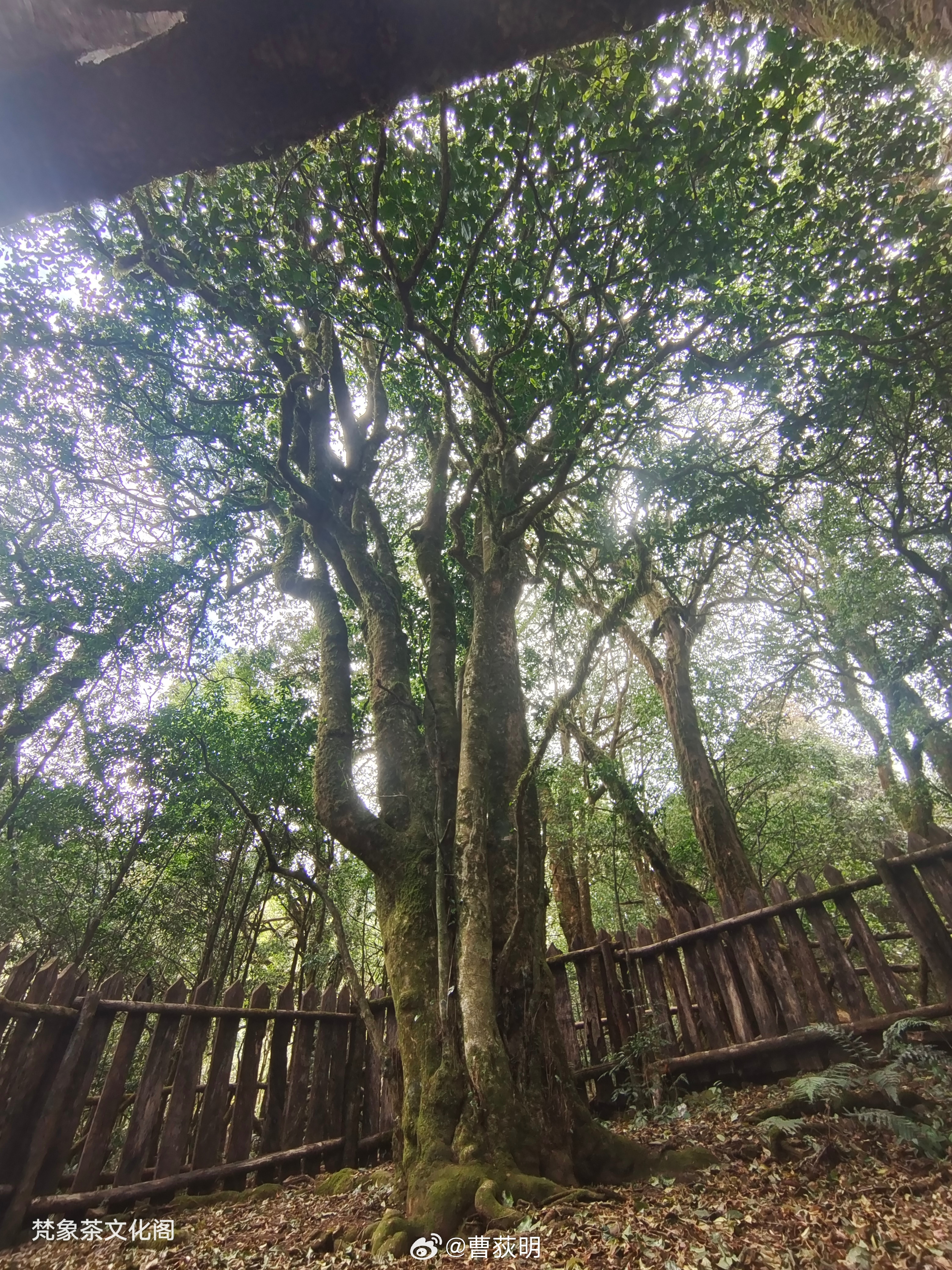 勐库大雪山古茶树2700年：一场时间的品味之旅