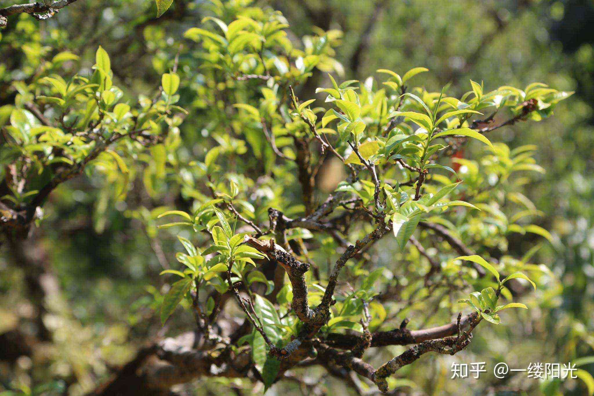 吉凤祥古树滇红茶：品质、历与文化的综合探索